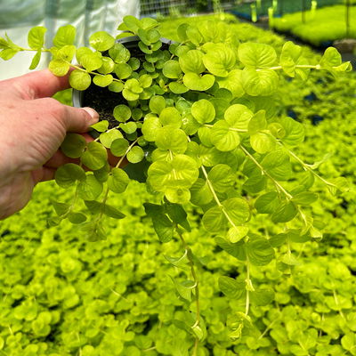 Bio Pfennigkraut 'Goldilocks', gelb, Topf-Ø 12 cm, 6 Stück