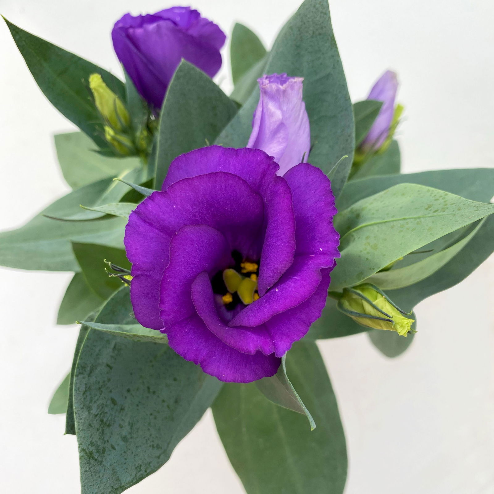 Lisianthus blau, Topf-Ø 10,5 cm, 8 Pflanzen