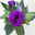 Lisianthus blau, Topf-Ø 10,5 cm, 8 Pflanzen