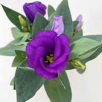 Lisianthus blau, Topf-Ø 10,5 cm, 8 Pflanzen