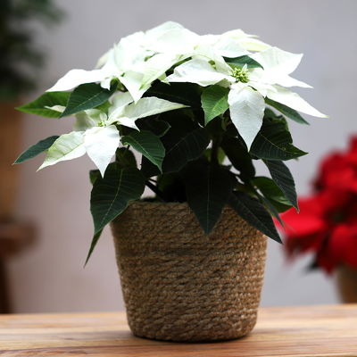 Bio Herbsttern, Euphorbia 'Princettia®', weiß, Topf-Ø 12 cm, 3 Pflanzen