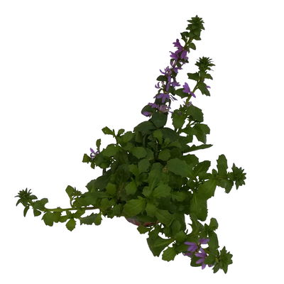 Fächerblume, blau, Topf-Ø 12 cm, 6 Pflanzen