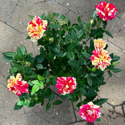 Rose 'Liss' rot-gelb, Topf-Ø 10,5 cm, 3er-Set Rose 'Liss' rot-gelb, Topf-Ø 10,5 cm, 3er-Set