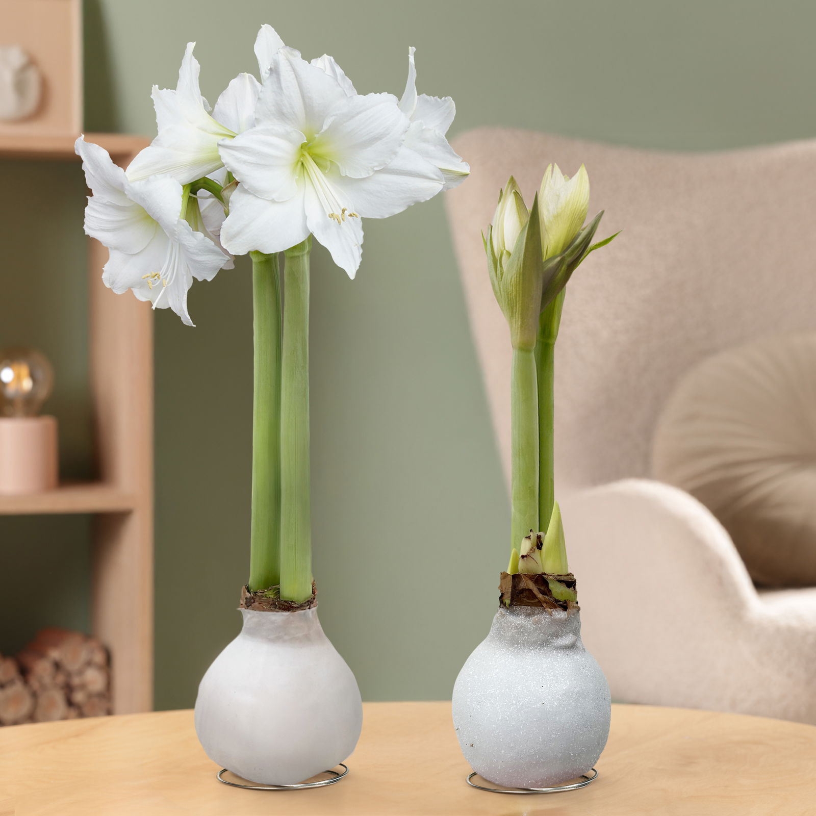 Amaryllis in Wachs, Dekor 'White Mix', zufällig, Blüte weiß, 2 Pflanzen
