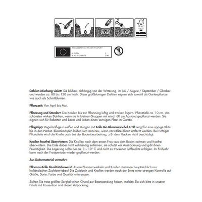 Kölles Beste Blumenknollen 'Dahlienmischung'