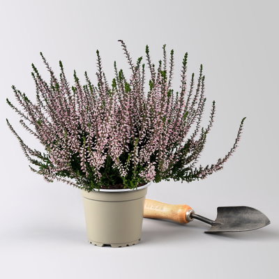 Knospenheide, rosa, Topf-Ø 12 cm, 6 Pflanzen Knospenheide, rosa, Topf-Ø 12 cm, 6 Pflanzen
