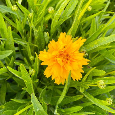 Großblumiges Mädchenauge 'Early Sunrise', goldgelb, Topf 3 l Großblumiges Mädchenauge 'Early Sunrise', goldgelb, Topf 3 l