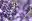 Lavendel - bienenfreundliche Balkonpflanze