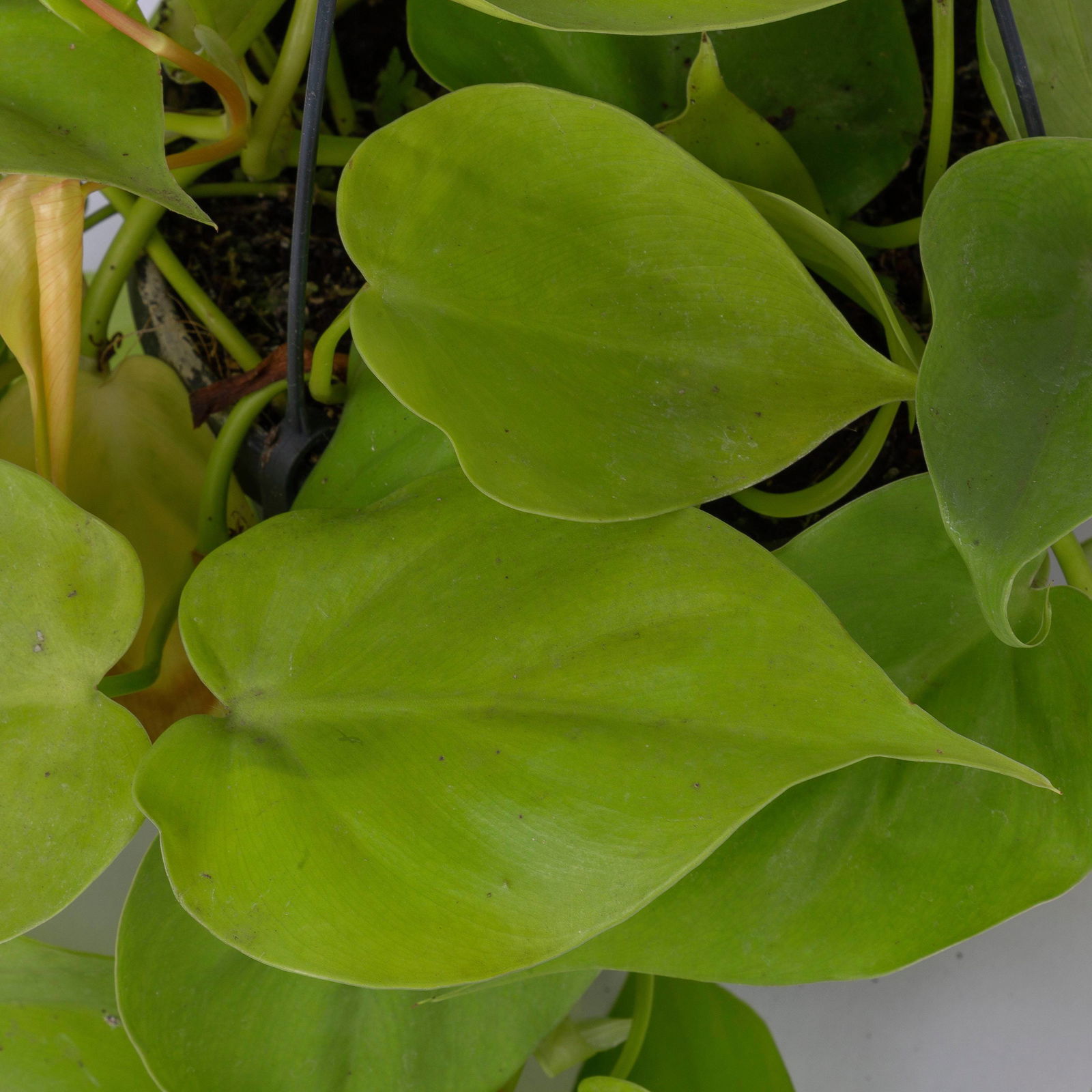 Philodendron 'Lemon Lime' in Blumenampel, Topf-Ø 17 cm, Höhe ca. 30 cm