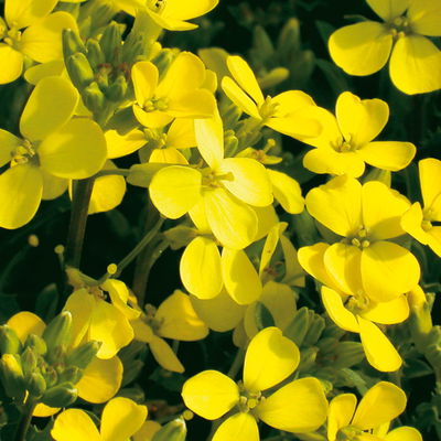 Bio Goldlack, Farben zufällig, Topf-Ø 12 cm, 3 Pflanzen Bio Goldlack, Farben zufällig, Topf-Ø 12 cm, 3 Pflanzen