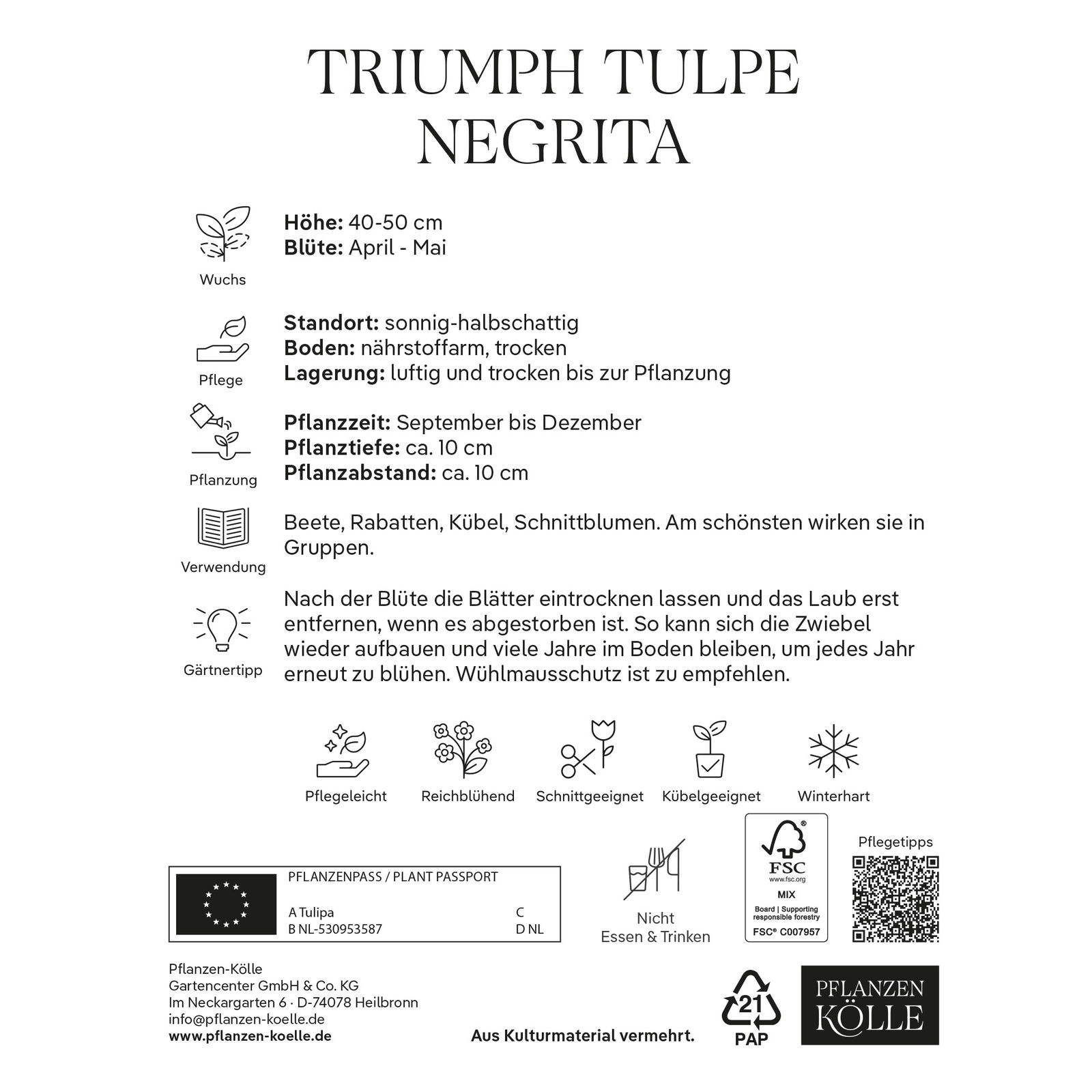 Triumph-Tulpe 'Negrita®', lila, 7 Blumenzwiebeln