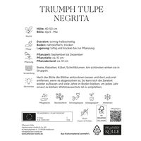 Triumph-Tulpe 'Negrita®', lila, 7 Blumenzwiebeln