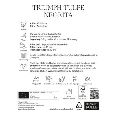Kölles Beste Triumph-Tulpe 'Negrita®',  lila, 7 Blumenzwiebeln