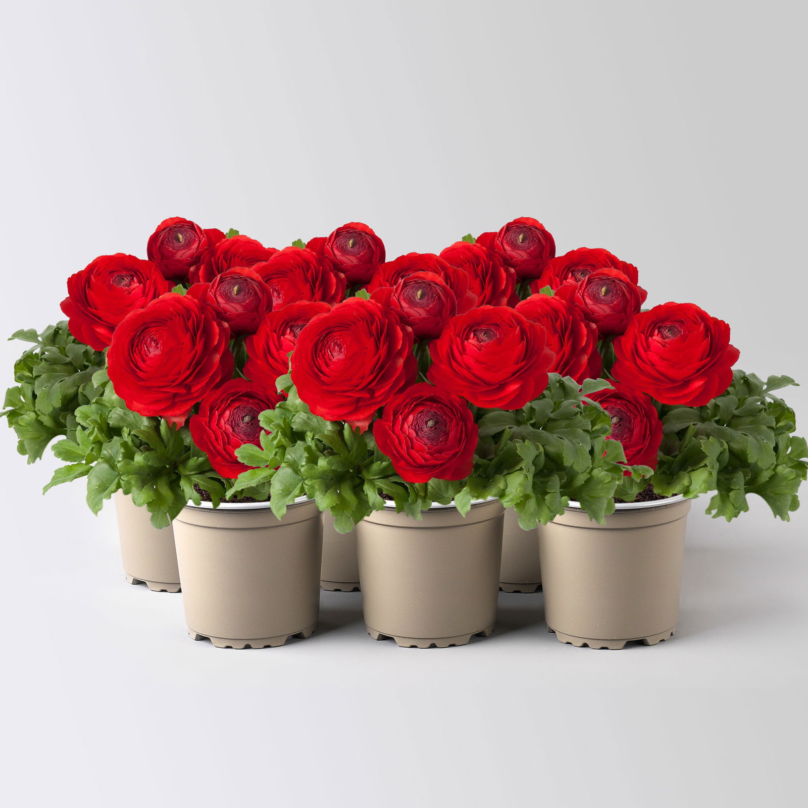 Ranunkel, rot, Topf-Ø 10,5 cm, 6 Pflanzen Ranunkel, rot, Topf-Ø 10,5 cm, 6 Pflanzen