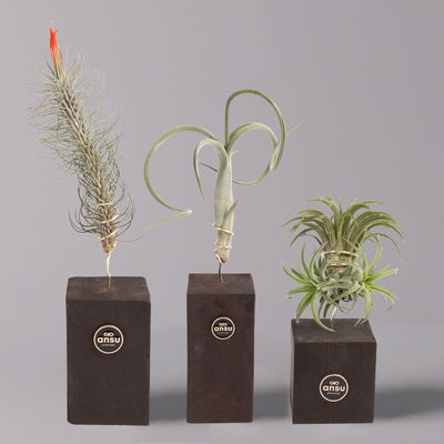 Tillandsien-Trio im Holzständer