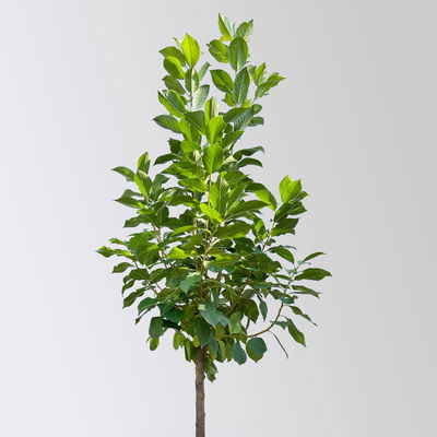 Kölle Bio Zwergsauerkirsche 'Cinderella®', Topf 7,5 Liter