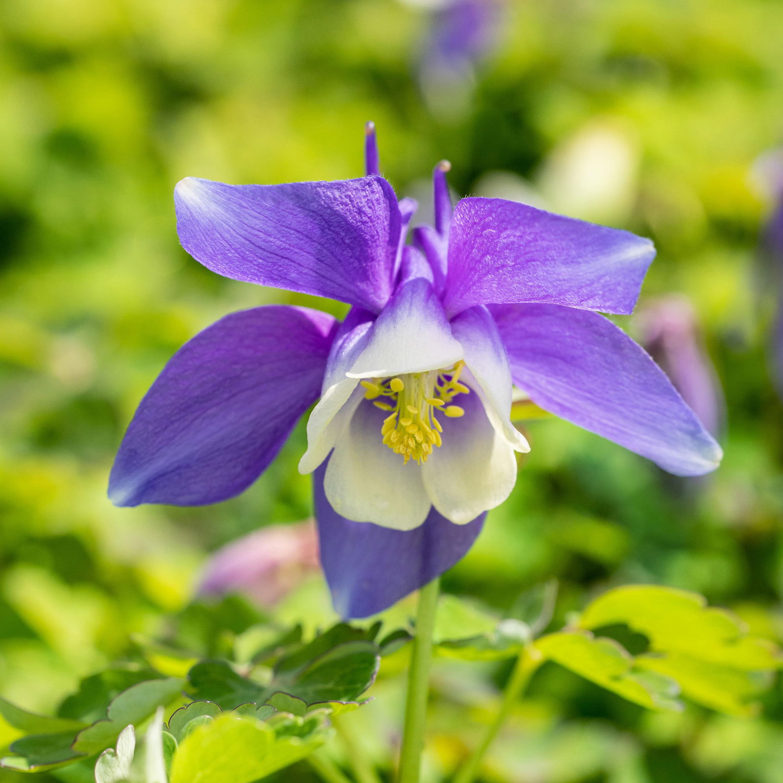Pflanzenkreation Frühlingsmagie, 5 Pflanzen inkl. Erde und Dünger Pflanzenkreation Frühlingsmagie, 5 Pflanzen inkl. Erde und Dünger