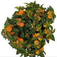 Wandelröschen orange, Busch, Topf-Ø 17 cm