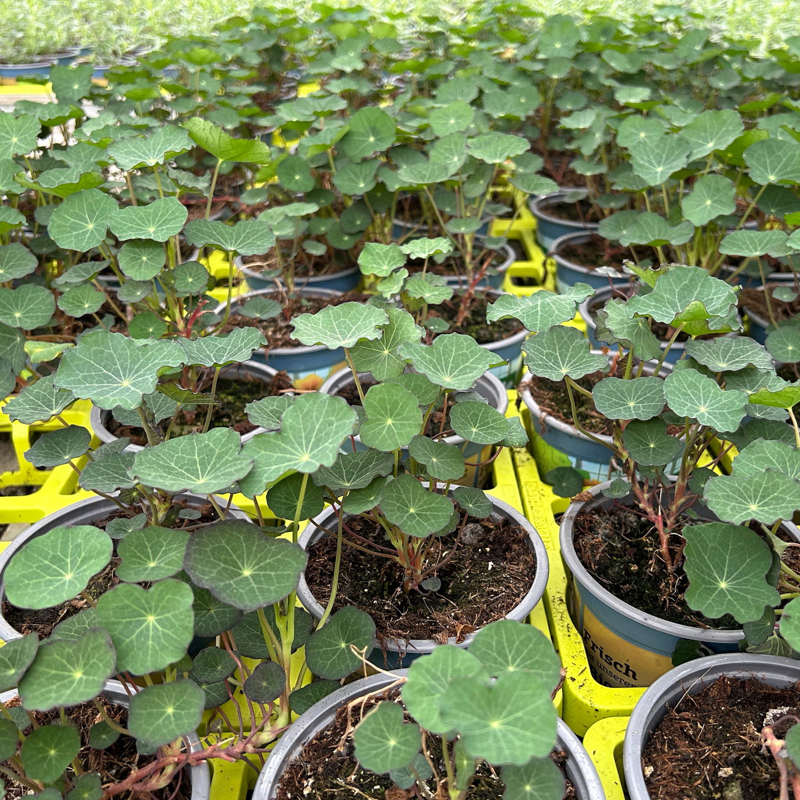 Kapuzinerkresse, 12 cm Topf, frisch aus unserer Bio-Gärtnerei Kapuzinerkresse, 12 cm Topf, frisch aus unserer Bio-Gärtnerei