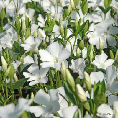 Vinca minor 'Alba' (Immergrün), 9 cm Topf, 12er-Set Vinca minor 'Alba' (Immergrün), 9 cm Topf, 12er-Set