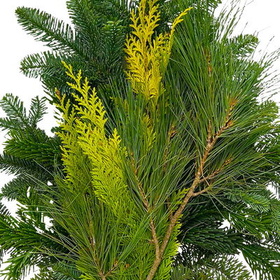 Mixbund aus Tanne, Zypresse & Seidenkiefer im Handbund, Länge ca. 50 cm, 5 Bund Mixbund aus Tanne, Zypresse & Seidenkiefer im Handbund, Länge ca. 50 cm, 5 Bund