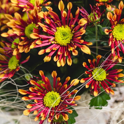 Chrysanthemen 'Splash Energy', rot-gelb, Topf-Ø 14 cm, 4 Pflanzen Chrysanthemen 'Splash Energy', rot-gelb, Topf-Ø 14 cm, 4 Pflanzen