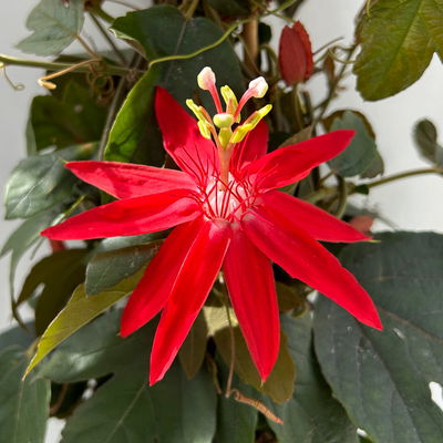 Passionsblume rot, Pyramide, Topf-Ø 17 cm, Höhe ca. 65 cm