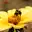 insektenweide Beet- und Balkonpflanzen insektenweide Beet- und Balkonpflanzen