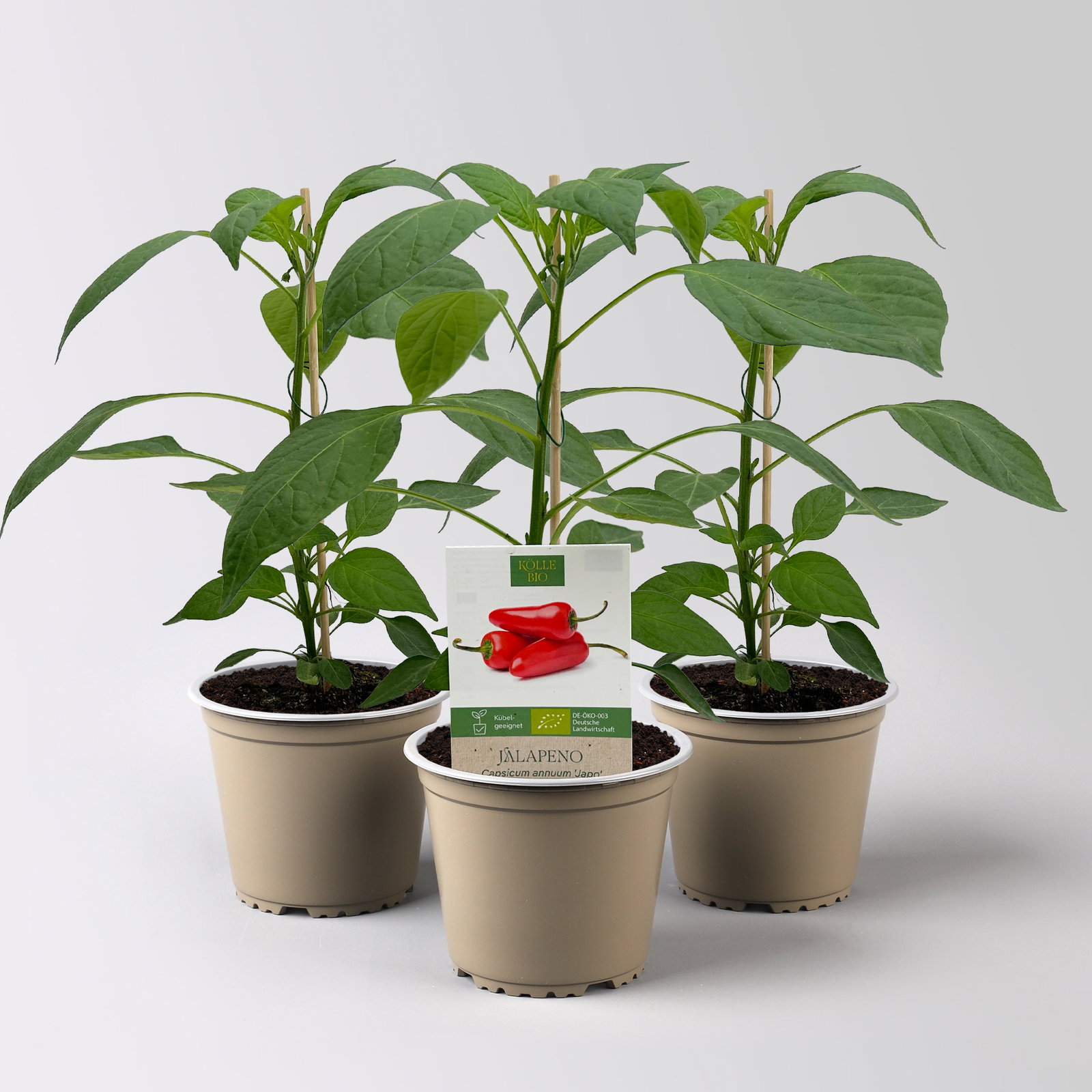 Bio Jalapeno 'Japo', Topf-Ø 12 cm, 3 Pflanzen Bio Jalapeno 'Japo', Topf-Ø 12 cm, 3 Pflanzen