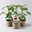 Bio Jalapeno 'Japo', Topf-Ø 12 cm, 3 Pflanzen