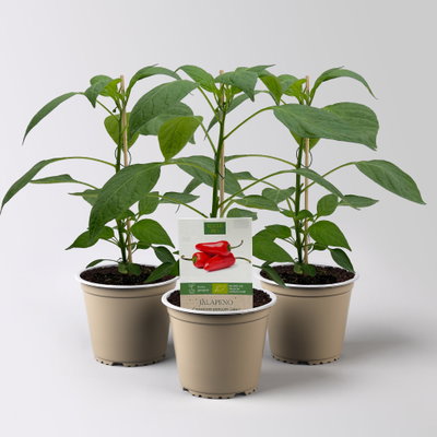 Bio Jalapeno 'Japo', Topf-Ø 12 cm, 3 Pflanzen Bio Jalapeno 'Japo', Topf-Ø 12 cm, 3 Pflanzen