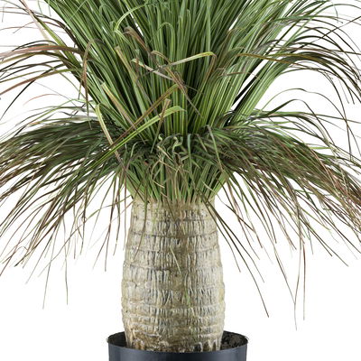 Kunstpflanze Beaucarnea,  Höhe ca. 60 cm