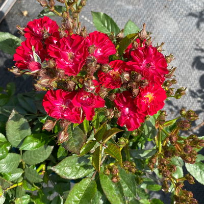 Zwergrose 'Alberich', rot, halbgefüllte Blüten, Topf 3 Liter, 4 Pflanzen Zwergrose 'Alberich', rot, halbgefüllte Blüten, Topf 3 Liter, 4 Pflanzen