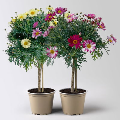 Margerite, Farbe zufällig, Stamm, Topf-Ø 15 cm, 2 Pflanzen