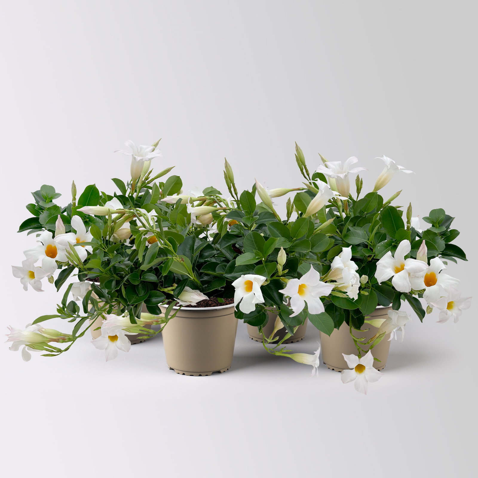 Dipladenie, weiß, Topf-Ø 14 cm, 4 Pflanzen