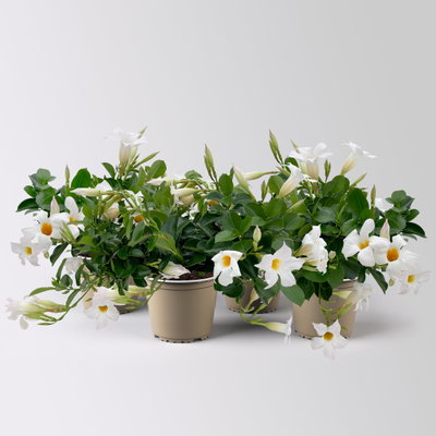 Dipladenie, weiß, Topf-Ø 14 cm, 4 Pflanzen