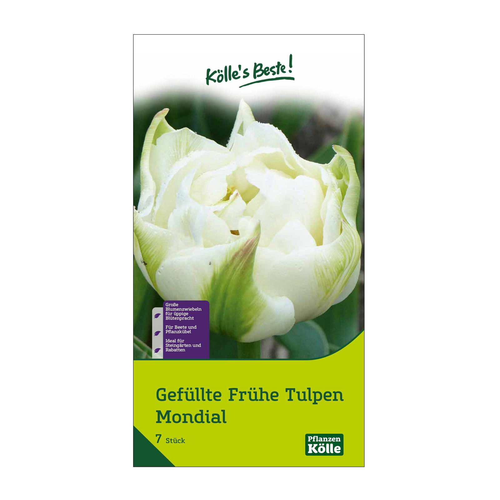 Gefüllte frühe Tulpen Mondial weiß, 7 Blumenzwiebeln