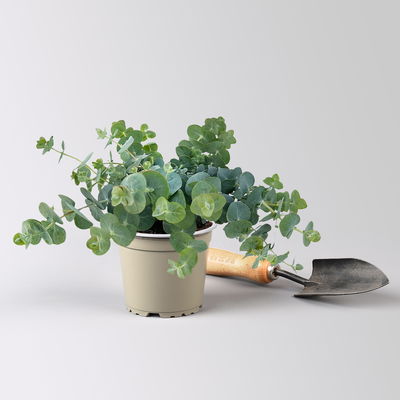 Eukalyptus 'Baby Blue', Topf-Ø 12 cm, 6 Pflanzen