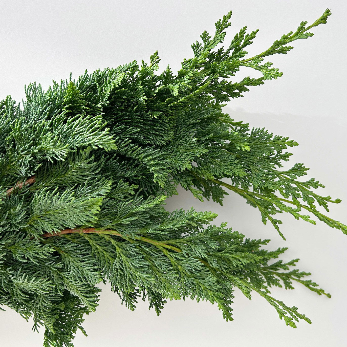 Scheinzypresse 'Wisselii' im Handbund, 3 Bund Scheinzypresse 'Wisselii' im Handbund, 3 Bund