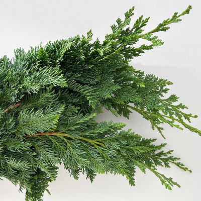 Scheinzypresse 'Wisselii' im Handbund, 3 Bund Scheinzypresse 'Wisselii' im Handbund, 3 Bund