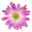 Chrysanthemen 'Rainbow Rosy' rosa-weiß, Topf-Ø 14 cm, 4 Pflanzen