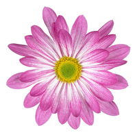 Chrysanthemen 'Rainbow Rosy' rosa-weiß, Topf-Ø 14 cm, 4 Pflanzen