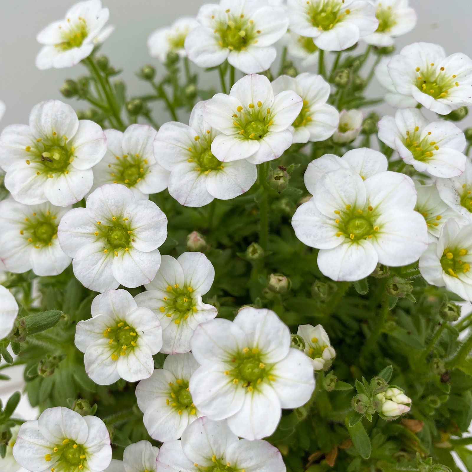 Pflanzenkreation Frühlingsmagie, 5 Pflanzen inkl. Erde und Dünger Pflanzenkreation Frühlingsmagie, 5 Pflanzen inkl. Erde und Dünger