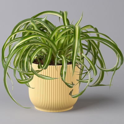 Grünlilie 'Bonnie', Topf-Ø 12 cm, inkl. Übertopf Vibes gelb, 2 Pflanzen Grünlilie 'Bonnie', Topf-Ø 12 cm, inkl. Übertopf Vibes gelb, 2 Pflanzen