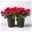 Azalee rot gefüllt mit Keramiktopf Dallas anthrazit, Topf 12 cm Ø, 2er-Set