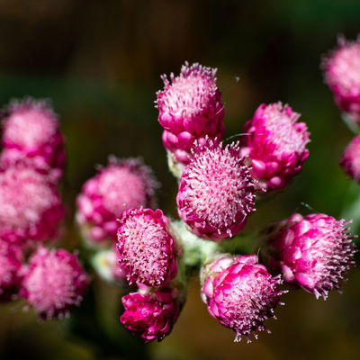 Katzenpfötchen, rot, Topf-Ø 13 cm, 6er-Set
