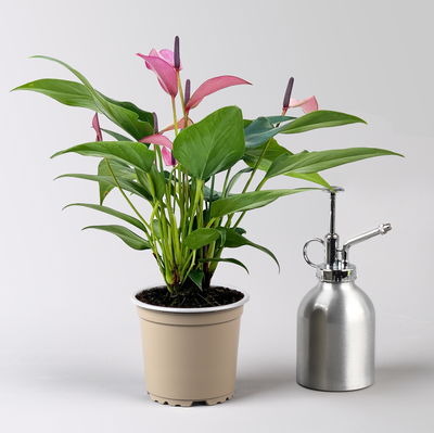 Flamingoblume 'Zizou' lila-dunkelrosa, Topf-Ø 12 cm Flamingoblume 'Zizou' lila-dunkelrosa, Topf-Ø 12 cm