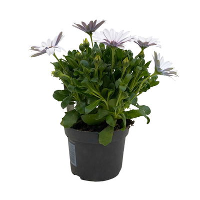 Kapkörbchen weiß, Topf-Ø 12 cm, 6er-Set