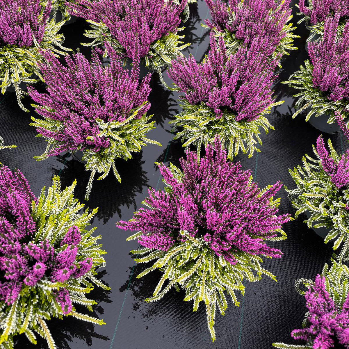 Calluna 'Colour Crown', zweifarbig, lila-weiß, Topf-Ø 13 cm, 3 Pflanzen Calluna 'Colour Crown', zweifarbig, lila-weiß, Topf-Ø 13 cm, 3 Pflanzen