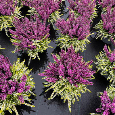 Calluna 'Colour Crown', zweifarbig, lila-weiß, Topf-Ø 13 cm, 3 Pflanzen Calluna 'Colour Crown', zweifarbig, lila-weiß, Topf-Ø 13 cm, 3 Pflanzen